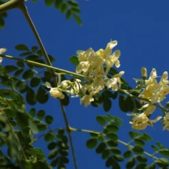 Kit De Culture - Moringa - 10 Graines - Moringa Oleifera -Jardin Harmonie Soldes Boutique 640641f45e0099.40617785