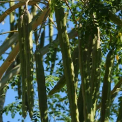 Kit De Culture - Moringa - 10 Graines - Moringa Oleifera -Jardin Harmonie Soldes Boutique 640641f462d1b0.92586215