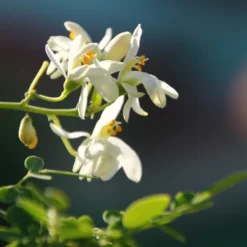 Kit De Culture - Moringa - 10 Graines - Moringa Oleifera -Jardin Harmonie Soldes Boutique 640641f4686cb0.45653273