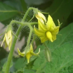 Kit De Culture - Tomate San Marzano - 10 Graines - Lycopersicon Esculentum -Jardin Harmonie Soldes Boutique 640641fa29a824.71109885