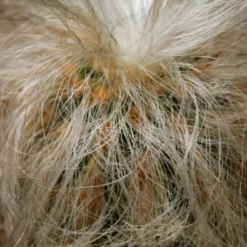 Kit De Culture - Vieil Homme Des Andes - 40 Graines - Oreocereus Celsianus -Jardin Harmonie Soldes Boutique 6406421319bf09.55918901