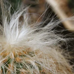 Kit De Culture - Vieil Homme Des Andes - 40 Graines - Oreocereus Celsianus -Jardin Harmonie Soldes Boutique 640642131e7c97.68380268