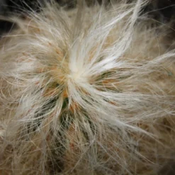 Kit De Culture - Vieil Homme Des Andes - 40 Graines - Oreocereus Celsianus -Jardin Harmonie Soldes Boutique 64064213238914.02708494