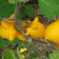 Kit De Culture - Mamelle De Vache - 10 Graines - Solanum Mammosum -Jardin Harmonie Soldes Boutique 64064214ce3997.42422343