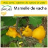 Kit De Culture - Mamelle De Vache - 10 Graines - Solanum Mammosum -Jardin Harmonie Soldes Boutique 64064214d3b7e5.78438688