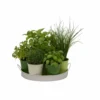 Plateau 7 Herbes Aromatiques
