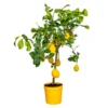 Citrus Limon - Citronnier - Arbre Fruitier - Persistant - ⌀21 Cm - ↕70-80 Cm -Jardin Harmonie Soldes Boutique 640b1fd8ed1f29.28505670