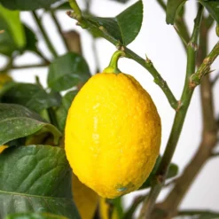 Citrus Limon - Citronnier - Arbre Fruitier - Persistant - ⌀21 Cm - ↕70-80 Cm 10 Citrus Limon - Citronnier - Arbre Fruitier - Persistant - ⌀21 Cm - ↕70-80 Cm -Jardin Harmonie Soldes Boutique 640b1fd8f19335.79451771