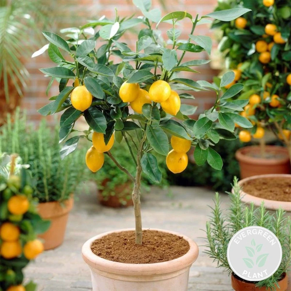 Citrus Limon - Citronnier - Arbre Fruitier - Persistant - ⌀21 Cm - ↕70-80 Cm 4 Citrus Limon - Citronnier - Arbre Fruitier - Persistant - ⌀21 Cm - ↕70-80 Cm – Image 2