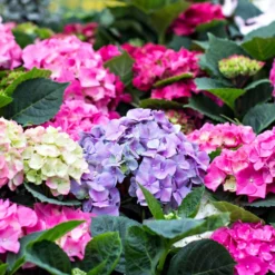 3x Hydrangea Macrophylla Mix – Hortensia – Arbuste - Rustique – ⌀14 Cm - ↕30-40 Cm 9 3x Hydrangea Macrophylla Mix – Hortensia – Arbuste - Rustique – ⌀14 Cm - ↕30-40 Cm -Jardin Harmonie Soldes Boutique 640b1ffd9bd139.56396936