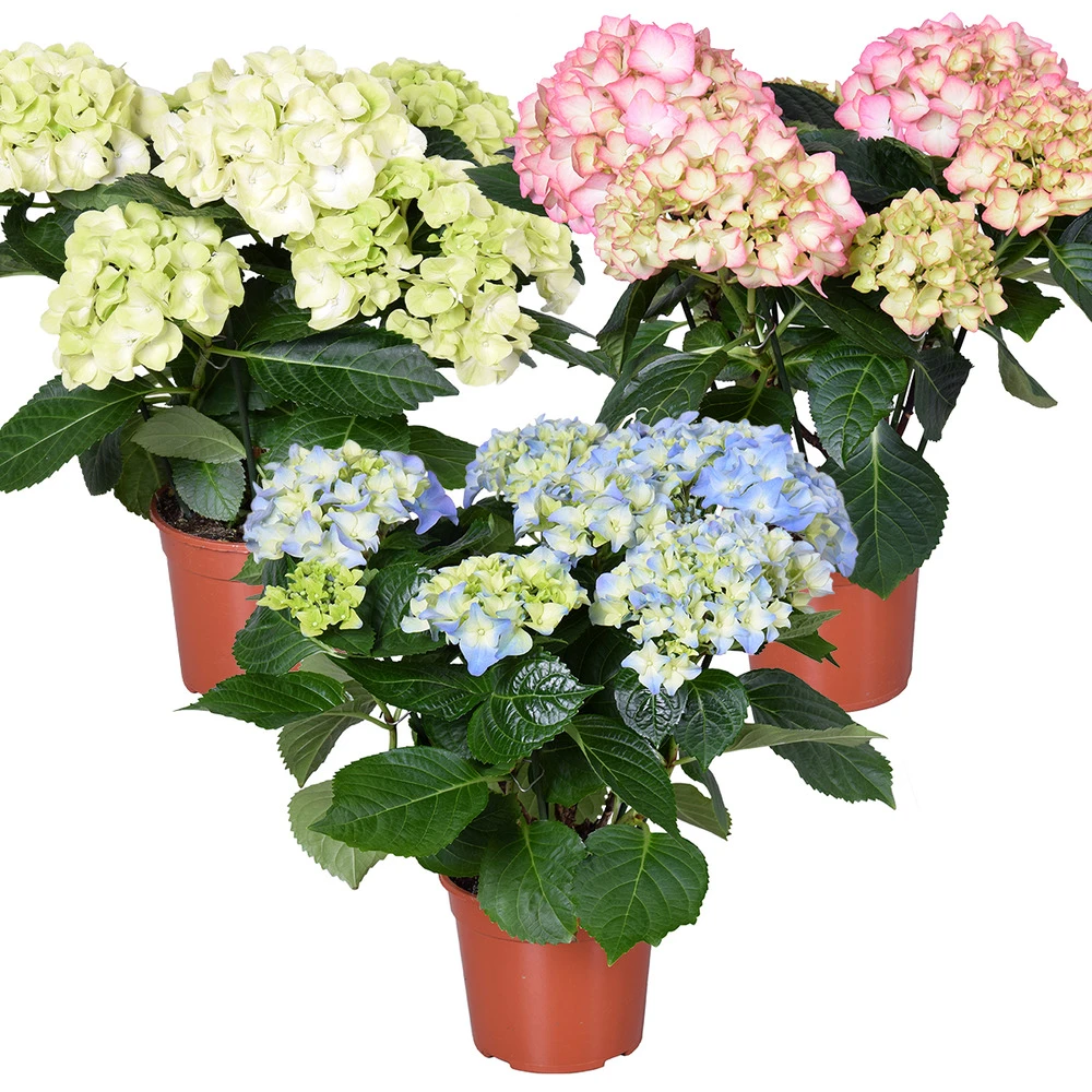 3x Hydrangea Macrophylla Mix – Hortensia – Arbuste - Rustique – ⌀14 Cm - ↕30-40 Cm 3 3x Hydrangea Macrophylla Mix – Hortensia – Arbuste - Rustique – ⌀14 Cm - ↕30-40 Cm