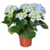Hydrangea Macrophylla 'early Blue'– Hortensia – Arbuste - Rustique – ⌀14 Cm - ↕30-40 Cm 2 Hydrangea Macrophylla 'early Blue'– Hortensia – Arbuste - Rustique – ⌀14 Cm - ↕30-40 Cm -Jardin Harmonie Soldes Boutique 640b20081493c8.03099995