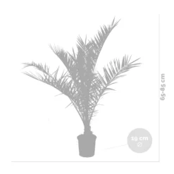 2x Phoenix Canariensis - Palmier Dattier Des Canaries - Palmier - Rustique – ⌀19 Cm - ↕80-100 Cm -Jardin Harmonie Soldes Boutique 640b20121a6e42.84880021
