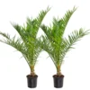 2x Phoenix Canariensis - Palmier Dattier Des Canaries - Palmier - Rustique – ⌀19 Cm - ↕80-100 Cm -Jardin Harmonie Soldes Boutique 640b20121ebb14.14754222