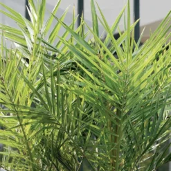 2x Phoenix Canariensis - Palmier Dattier Des Canaries - Palmier - Rustique – ⌀19 Cm - ↕80-100 Cm -Jardin Harmonie Soldes Boutique 640b20122ac528.41887841