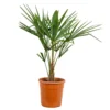 Trachycarpus Fortunei - Palmier Chinois - Palmier - Rustique – ⌀24 Cm - ↕70-80 Cm -Jardin Harmonie Soldes Boutique 640b201be00b46.49785904