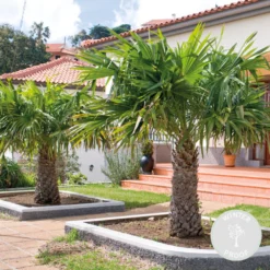Trachycarpus Fortunei - Palmier Chinois - Palmier - Rustique – ⌀24 Cm - ↕70-80 Cm -Jardin Harmonie Soldes Boutique 640b201c13d5e6.86961086