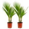 2x Washingtonia Robusta - Palmier Mexicain - Palmier Extérieur - Persistant – ⌀17 Cm - ↕60-75 Cm -Jardin Harmonie Soldes Boutique 640b201d697386.42567210