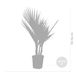 2x Washingtonia Robusta - Palmier Mexicain - Palmier Extérieur - Persistant – ⌀17 Cm - ↕60-75 Cm -Jardin Harmonie Soldes Boutique 640b201d6f1819.93339230