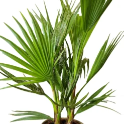2x Washingtonia Robusta - Palmier Mexicain - Palmier Extérieur - Persistant – ⌀17 Cm - ↕60-75 Cm -Jardin Harmonie Soldes Boutique 640b201d73ae53.24748468
