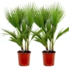2x Washingtonia Robusta - Palmier Mexicain - Palmier Extérieur - Persistant – ⌀21 Cm - ↕80-100 Cm -Jardin Harmonie Soldes Boutique 640b20278d1992.54594008