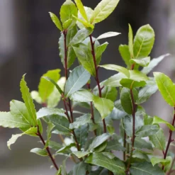 Laurus Nobilis - Laurier De Cuisine - Arbuste - Persistant – ⌀15 Cm - ↕30-45 Cm -Jardin Harmonie Soldes Boutique 640b2035a542b3.52551879