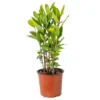 Laurus Nobilis - Laurier De Cuisine - Arbuste - Persistant – ⌀15 Cm - ↕30-45 Cm -Jardin Harmonie Soldes Boutique 640b2035b40c32.58323890