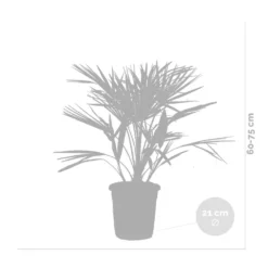 Chamaerops 'humilis' - Palmier Nain Européen - Palmier - Rustique – ⌀21 Cm - ↕60-75 Cm -Jardin Harmonie Soldes Boutique 640b2038839908.05362833