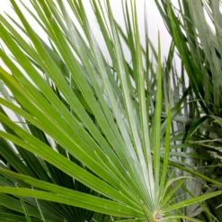 Chamaerops 'humilis' - Palmier Nain Européen - Palmier - Rustique – ⌀21 Cm - ↕60-75 Cm -Jardin Harmonie Soldes Boutique 640b203886c264.75399730