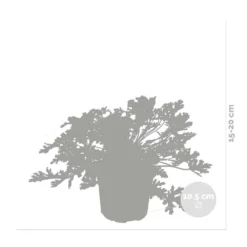 3x Pelargonium Graveolens – Géranium Citronné – Anti-moustique - Parfumé – ⌀10.5 Cm - ↕15-20 Cm -Jardin Harmonie Soldes Boutique 640b2055ea72a1.18971844