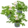 3x Pelargonium Graveolens – Géranium Citronné – Anti-moustique - Parfumé – ⌀10.5 Cm - ↕15-20 Cm -Jardin Harmonie Soldes Boutique 640b20560f16b3.37603515