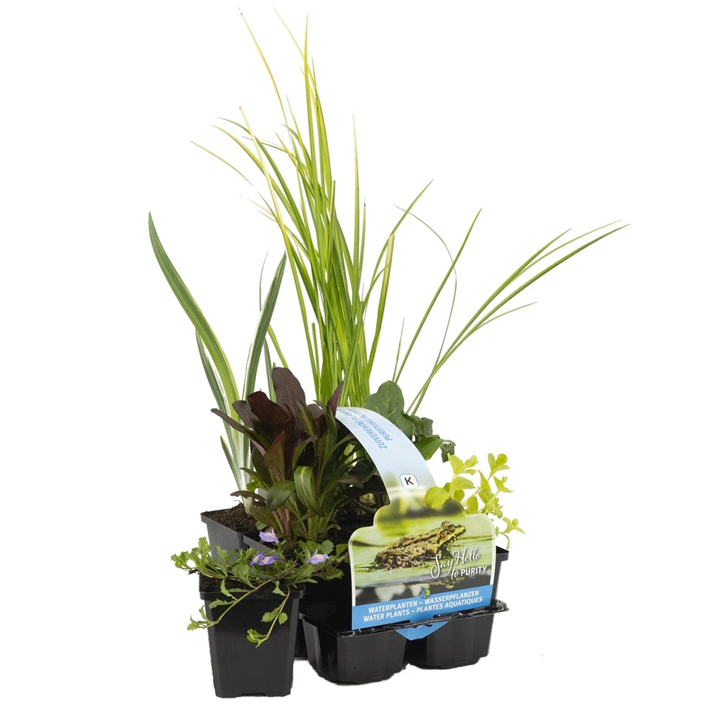 6x Mélange De Plantes De Bassin Purifiantes – Zone 2 & 3 – Faible Entretien - ⌀9 Cm - ↕05-20 Cm 3 6x Mélange De Plantes De Bassin Purifiantes – Zone 2 & 3 – Faible Entretien - ⌀9 Cm - ↕05-20 Cm