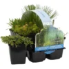 6x Mélange De Plantes De Bassin Riches En Oxygène - Zone 2 & 3 - ⌀9 Cm - ↕15-25 Cm -Jardin Harmonie Soldes Boutique 640b206c715918.73574973