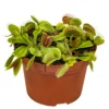 Dionaea Muscipula – Plante Carnivore – Peu D'entretien – ⌀12 Cm – ↕10-15 Cm