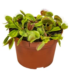 Dionaea Muscipula – Plante Carnivore – Peu D'entretien – ⌀12 Cm – ↕10-15 Cm