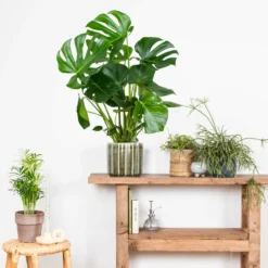 Monstera Deliciosa - Plante Trouée - Plante D'intérieur - Purificateur D'air – ⌀21 Cm - ↕70-80 Cm -Jardin Harmonie Soldes Boutique 640b20b66958b4.75271986