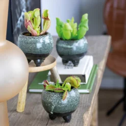 3x Mélange De Plantes Carnivores – Plante Des Marais – Entretien Facile⌀6 Cm ⌀05-10 Cm -Jardin Harmonie Soldes Boutique 640b20c6d93a55.84252896