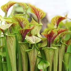 2x Sarracenia 'juthatip Soper' – Plante Carnivore – Entretien Facile ⌀12 Cm – ↕10-20cm -Jardin Harmonie Soldes Boutique 640b20de0d95e6.50661912