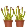 2x Sarracenia 'juthatip Soper' – Plante Carnivore – Entretien Facile ⌀12 Cm – ↕10-20cm -Jardin Harmonie Soldes Boutique 640b20de1bd8a6.68151714
