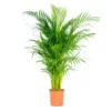Dypsis Lutescens - Palmier Dorés - Plante D'intérieur - Entretien Facile – ⌀24 Cm - ↕120-130 Cm -Jardin Harmonie Soldes Boutique 640b20fc997cb3.08481329