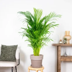 Dypsis Lutescens - Palmier Dorés - Plante D'intérieur - Entretien Facile – ⌀24 Cm - ↕120-130 Cm -Jardin Harmonie Soldes Boutique 640b20fca5b7e0.32931712