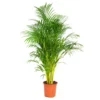 Dypsis Lutescens - Palmier Dorés - Plante D'intérieur - Entretien Facile – ⌀24 Cm - ↕140-150 Cm -Jardin Harmonie Soldes Boutique 640b210165f7b4.40980862