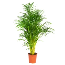 Dypsis Lutescens - Palmier Dorés - Plante D'intérieur - Entretien Facile – ⌀24 Cm - ↕140-150 Cm