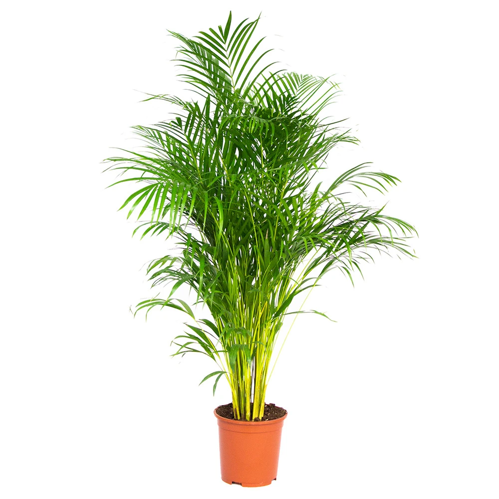 Dypsis Lutescens - Palmier Dorés - Plante D'intérieur - Entretien Facile – ⌀24 Cm - ↕140-150 Cm 3 Dypsis Lutescens - Palmier Dorés - Plante D'intérieur - Entretien Facile – ⌀24 Cm - ↕140-150 Cm