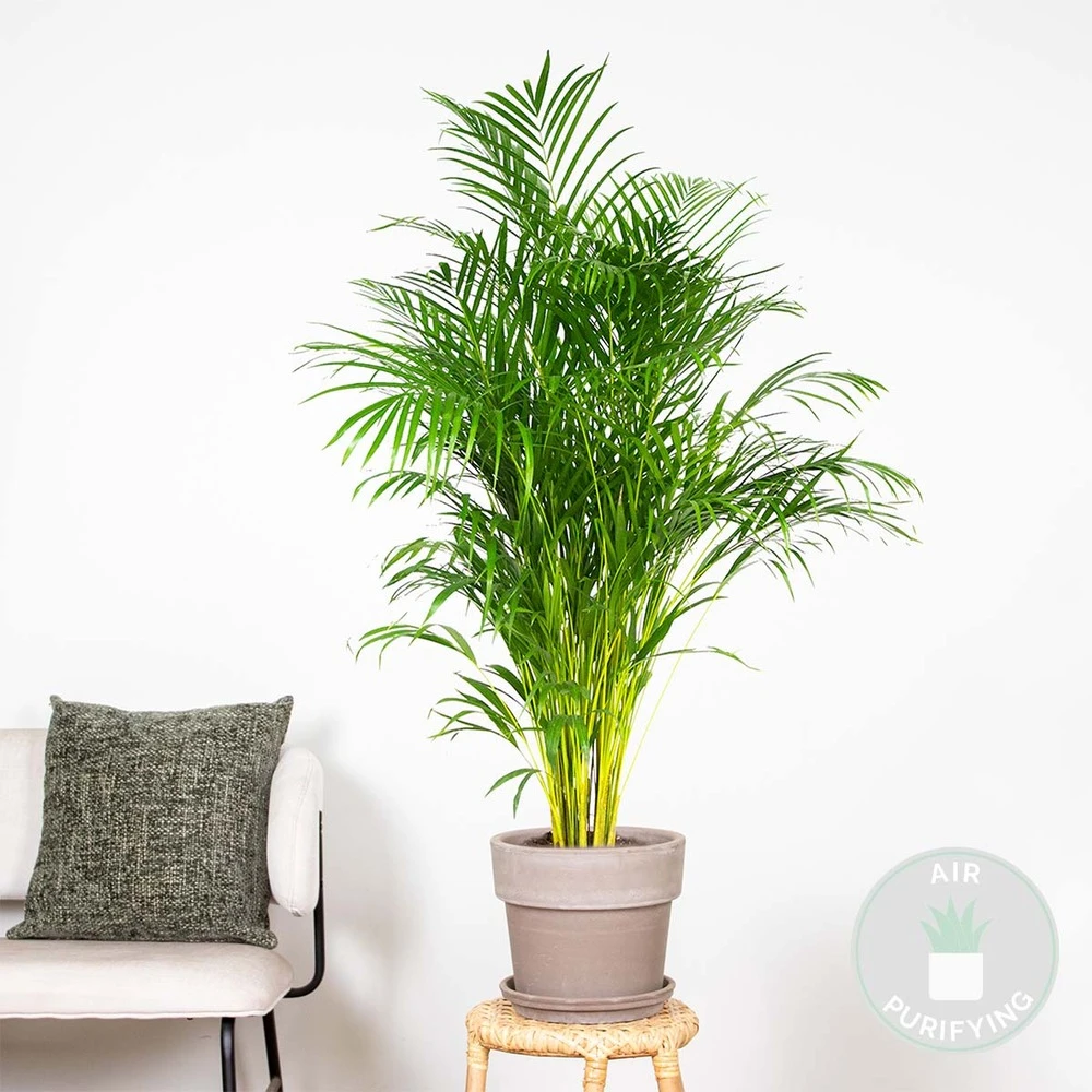 Dypsis Lutescens - Palmier Dorés - Plante D'intérieur - Entretien Facile – ⌀24 Cm - ↕140-150 Cm 4 Dypsis Lutescens - Palmier Dorés - Plante D'intérieur - Entretien Facile – ⌀24 Cm - ↕140-150 Cm – Image 2