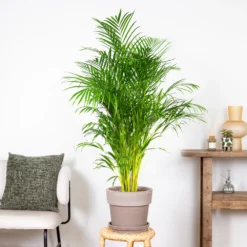 Dypsis Lutescens - Palmier Dorés - Plante D'intérieur - Entretien Facile – ⌀24 Cm - ↕140-150 Cm 9 Dypsis Lutescens - Palmier Dorés - Plante D'intérieur - Entretien Facile – ⌀24 Cm - ↕140-150 Cm -Jardin Harmonie Soldes Boutique 640b21017f4da5.10388502