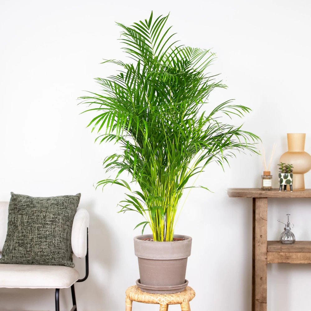 Dypsis Lutescens - Palmier Dorés - Plante D'intérieur - Entretien Facile – ⌀24 Cm - ↕140-150 Cm 6 Dypsis Lutescens - Palmier Dorés - Plante D'intérieur - Entretien Facile – ⌀24 Cm - ↕140-150 Cm – Image 4
