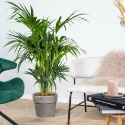 Howea Forsteriana - Palmier Kentia - Plante D'intérieur - Purificateur D'air – ⌀24 Cm - ↕120-130 Cm -Jardin Harmonie Soldes Boutique 640b2102da86e5.91390726