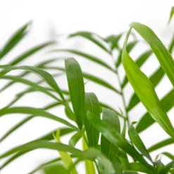 Chamaedorea Elegans - Palmier Nain Mexicain - Purificateur D'air – ⌀17 Cm - ↕50-60 Cm 8 Chamaedorea Elegans - Palmier Nain Mexicain - Purificateur D'air – ⌀17 Cm - ↕50-60 Cm -Jardin Harmonie Soldes Boutique 640b2104598045.56432407