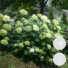 2x Hortensia 'little Lime' - Panicule D'hortensia - Vert - Arbuste - Rustique - ⌀19 Cm - ↕35-45 Cm